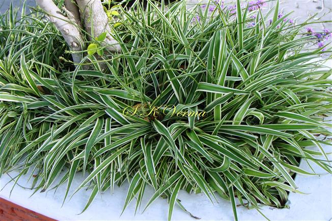  Plants
